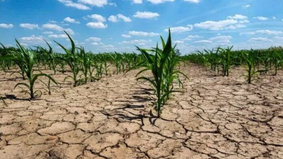 ARBA otorgó exenciones impositivas para productores afectados por la sequía