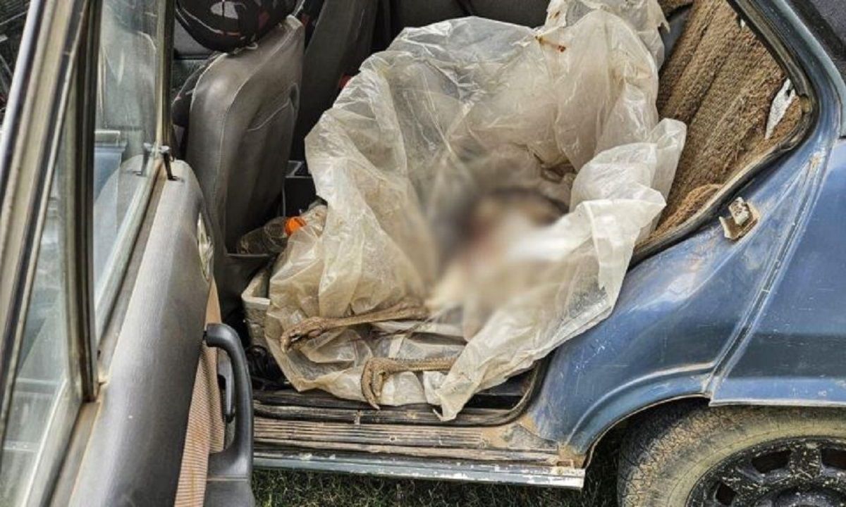 Insólito: viajaban con un ñandú muerto en el asiento trasero del auto