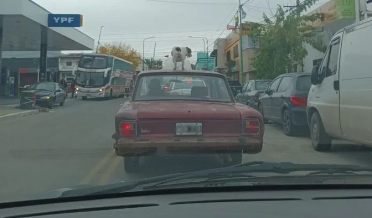 Insólito: un auto circulaba con un perro en el techo por las calles de Ensenada