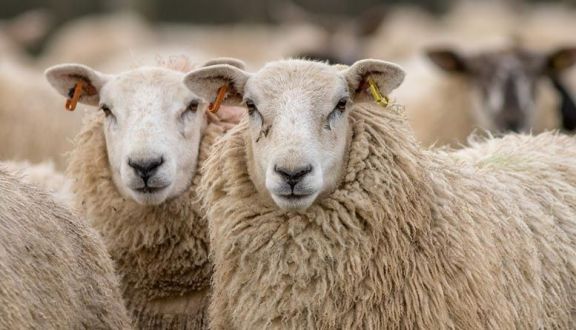 Javier Rodríguez anunció créditos a valor producto para el sector ovino