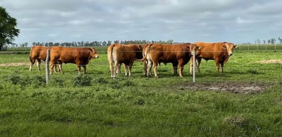 Extraña muerte de 30 animales en un campo de La Pampa