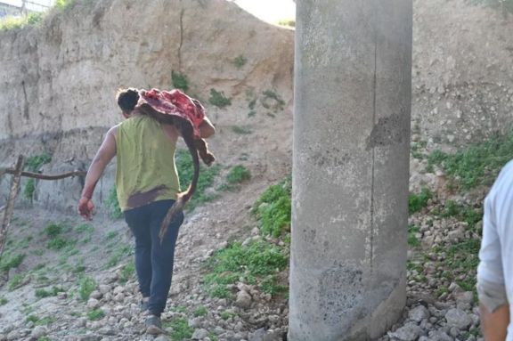 Un camión volcó y los vecinos se organizaron para faenar a las vacas: “Nos vamos a comer un re asado, gordo”