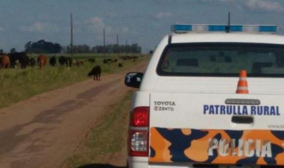 Millonaria pérdida: Le carnearon vacas lecheras  y la pérdida ronda los 10 millones de pesos