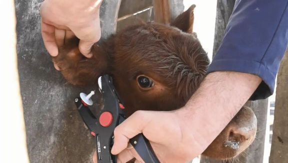 Llegó la "Cédula de Identidad" para el ganado: Lo que el productor pringlense debe saber antes de 2026