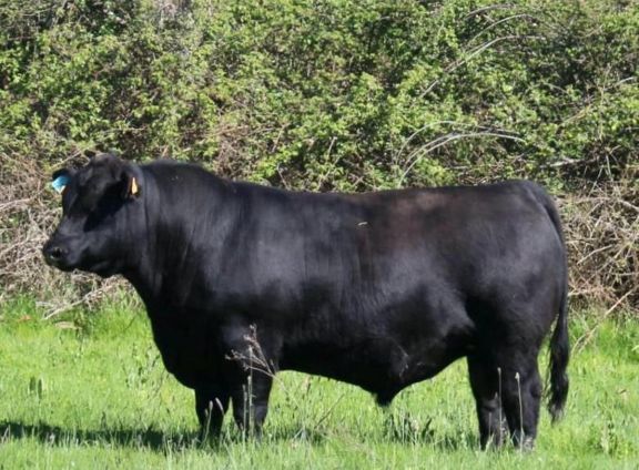 De Pringles a Salamanca: El proyecto de un pringlense que lleva la mejor genética Angus a Europa