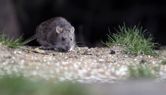 Tres Arroyos: Confirman fallecimiento por hantavirus y piden prevención