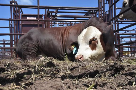 Dura reacción del campo bonaerense a la desregulación en la vacunación contra la aftosa