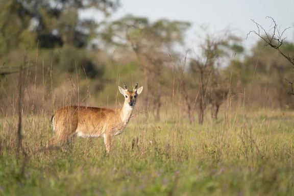Autorizan la caza controlada de jabalíes para proteger al venado de las pampas