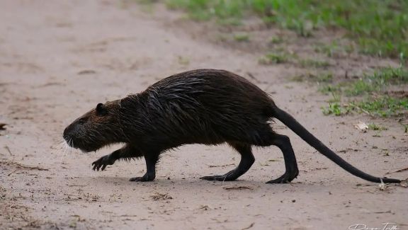 El Municipio bahiense  iniciará acciones legales a dos personas que mataron una nutria