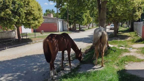 CABALLOS SUELTOS: Advierten por multas y la irresponsabilidad de los dueños