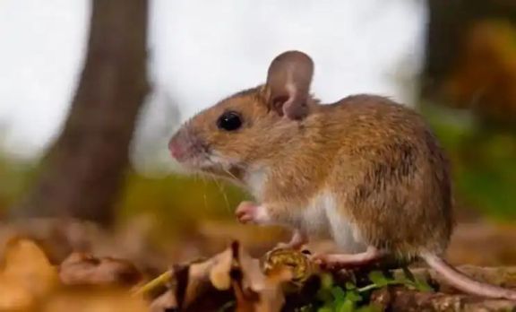 Confirman un caso de hantavirus en Tres Arroyos y refuerzan las medidas de prevención
