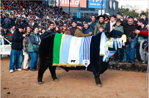 Rip se consagró Gran Campeón Macho Angus en Palermo