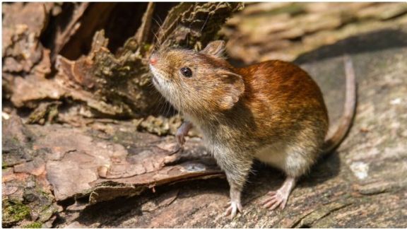 TRES ARROYOS: Un trabajador rural está en terapia intensiva por Hantavirus