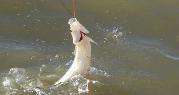 Pejerrey: comienza la veda de la pesca deportiva en la Provincia de Buenos Aires