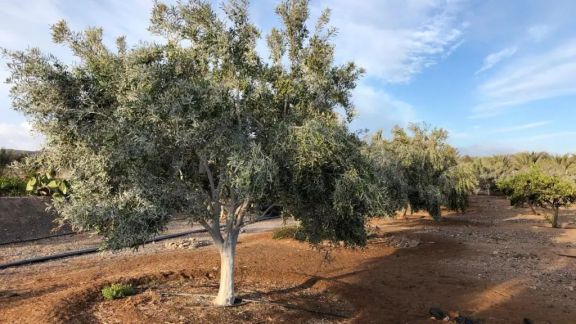 Apuesta a la tierra: desarrollan un nuevo proyecto de olivares y viñedos cerca de Fra-Pal