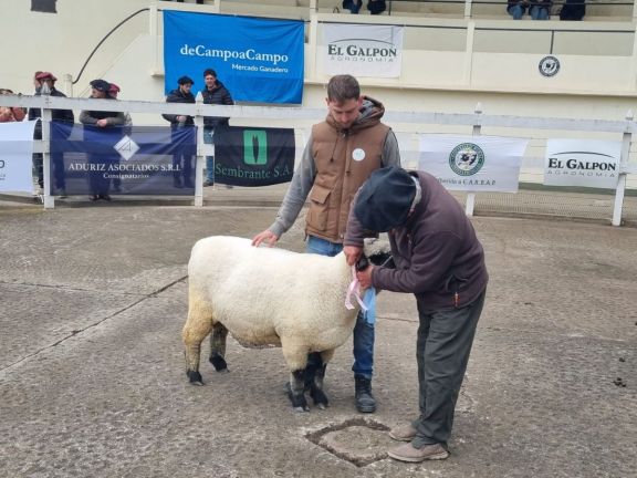 Exposición Rural: Comenzó la muestra con la jura de ovinos y desfile de mascotas 
