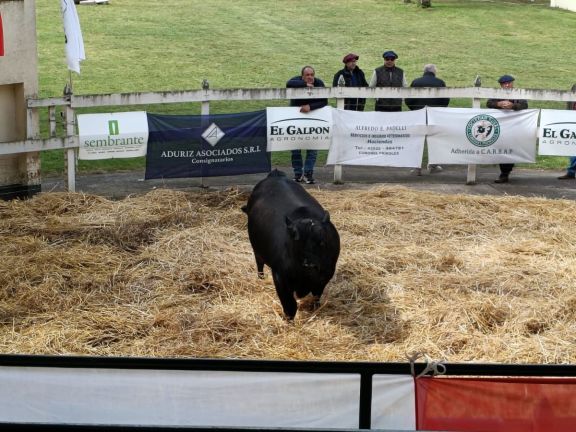 Cierre de la Expo Rural: las ventas de reproductores alcanzaron casi $72 millones